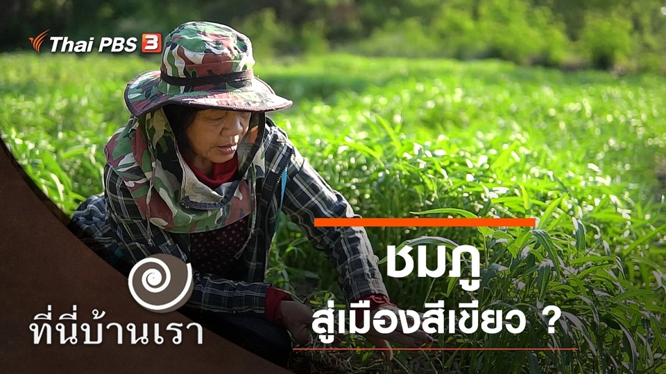 ชมภูสู่เมืองสีเขียว ?