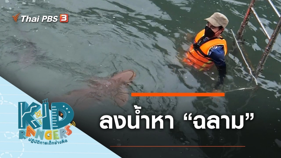 ลงน้ำหา "ฉลาม"