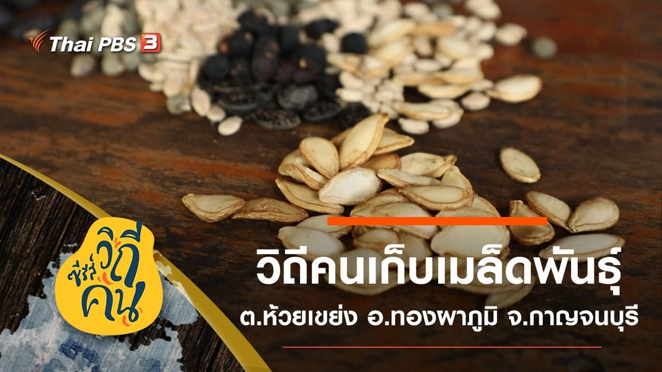 วิถีคนเก็บเมล็ดพันธุ์ ต.ห้วยเขย่ง อ.ทองผาภูมิ จ.กาญจนบุรี