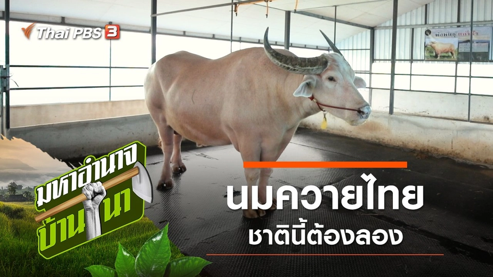 นมควายไทย ชาตินี้ต้องลอง