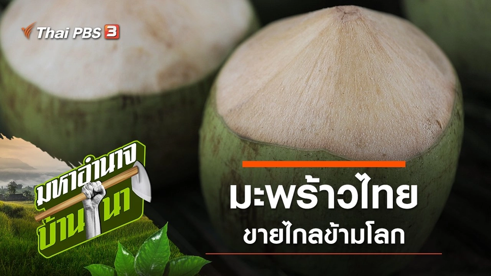 มะพร้าวไทย ขายไกลข้ามโลก