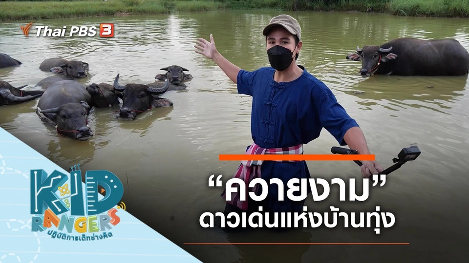 “ควายงาม” ดาวเด่นแห่งบ้านทุ่ง