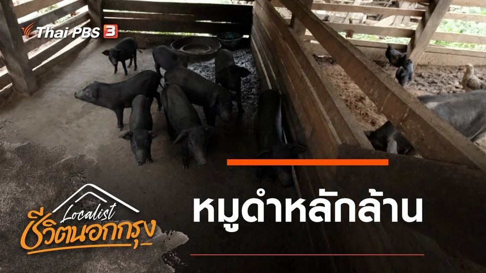 หมูดำหลักล้าน