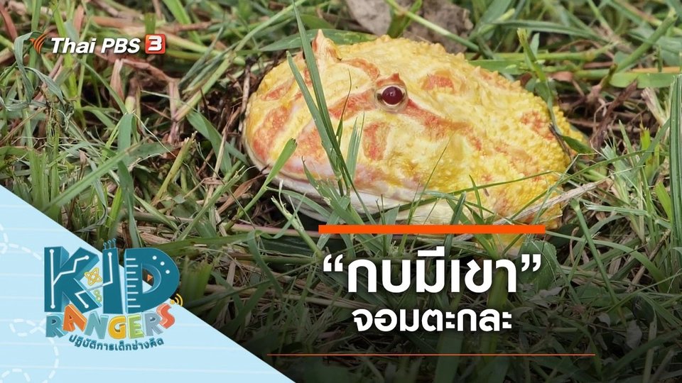 “กบมีเขา” จอมตะกละ