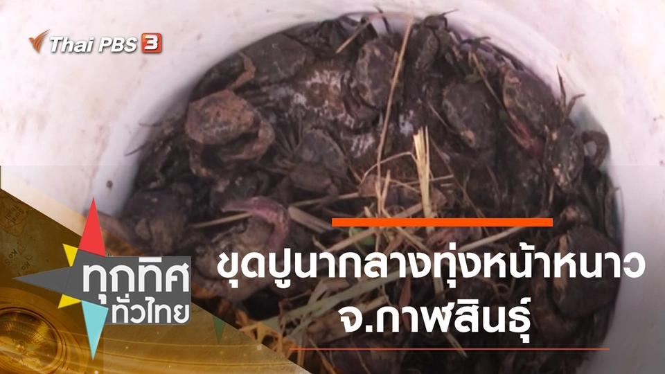 ขุดปูนากลางทุ่งหน้าหนาว จ.กาฬสินธุ์