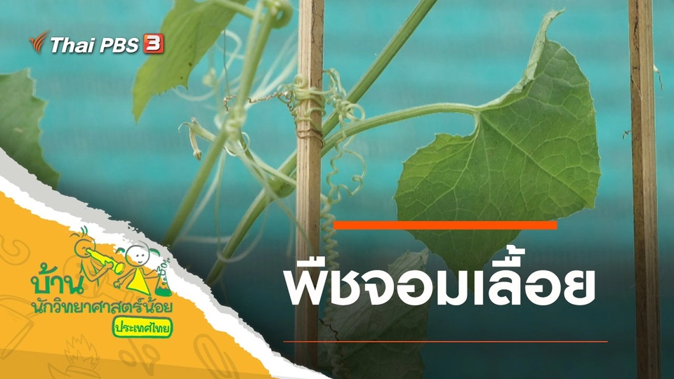 พืชจอมเลื้อย