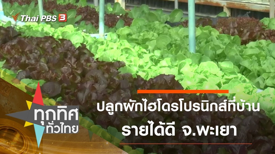 หนุ่มรุ่นใหม่ปลูกผักไฮโดรโปรนิกส์ที่บ้านรายได้ดี จ.พะเยา