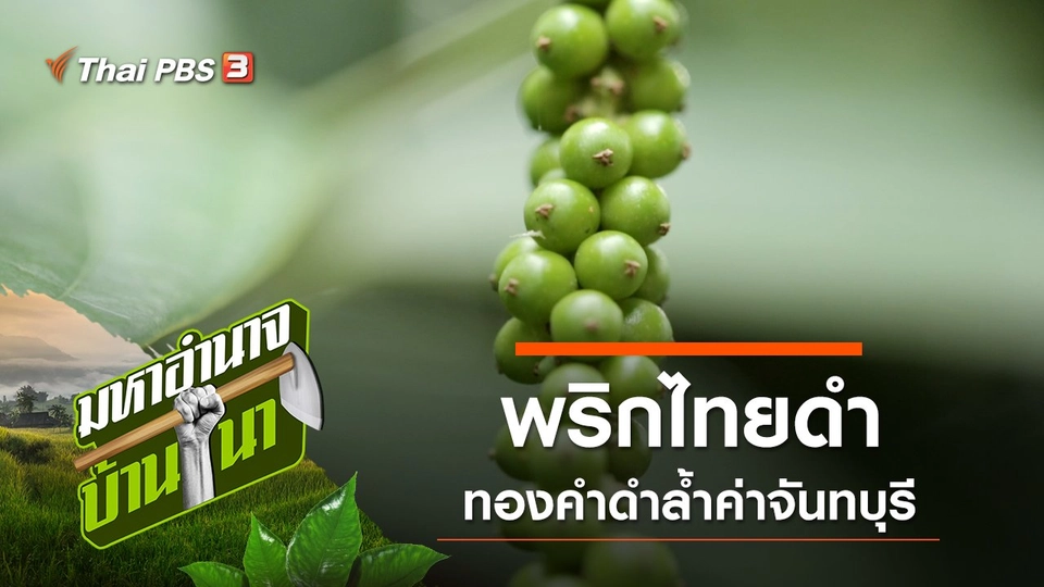 พริกไทยดำ ทองคำดำล้ำค่าจันทบุรี