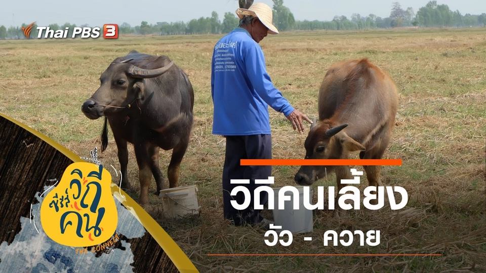 วิถีคนเลี้ยงวัว - ควาย