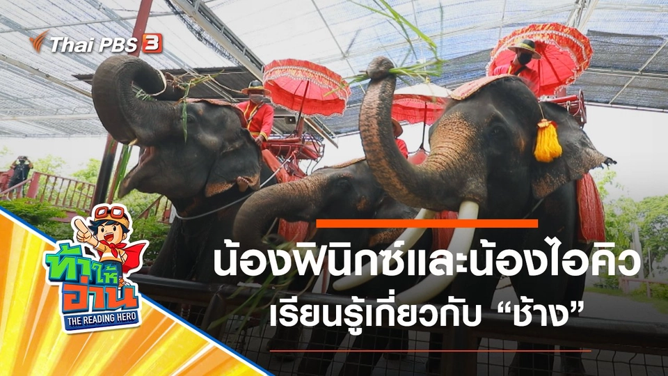 ช้าง : น้องฟินิกซ์และน้องไอคิว