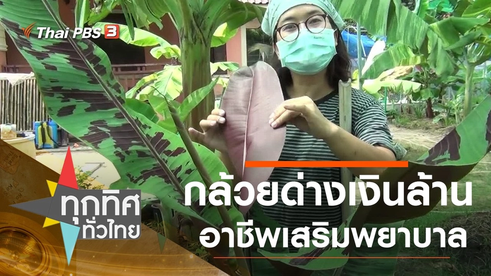 กล้วยด่างเงินล้านอาชีพเสริมพยาบาล