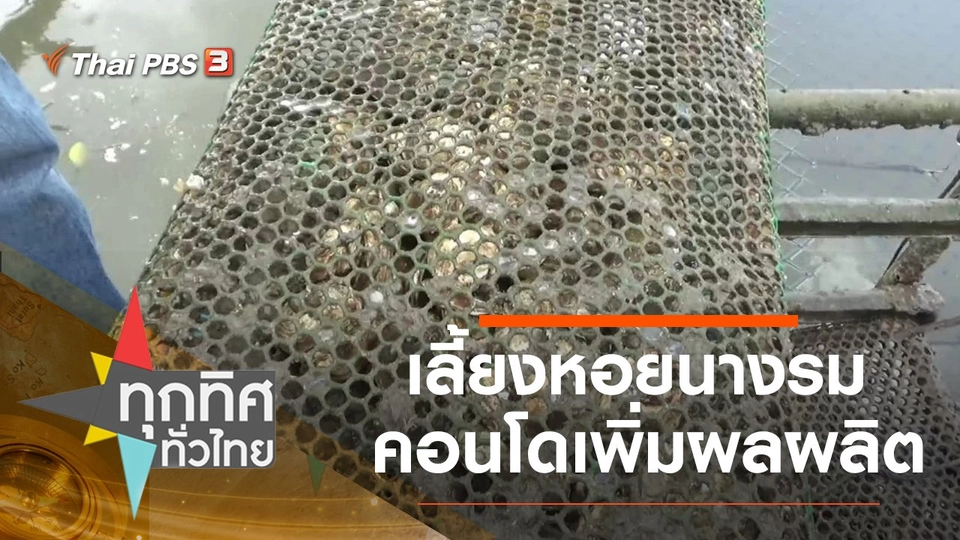 เลี้ยงหอยนางรมคอนโดเพิ่มผลผลิต