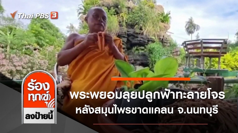 พระพยอมลุยปลูกฟ้าทะลายโจร หลังสมุนไพรขาดแคลน จ.นนทบุรี