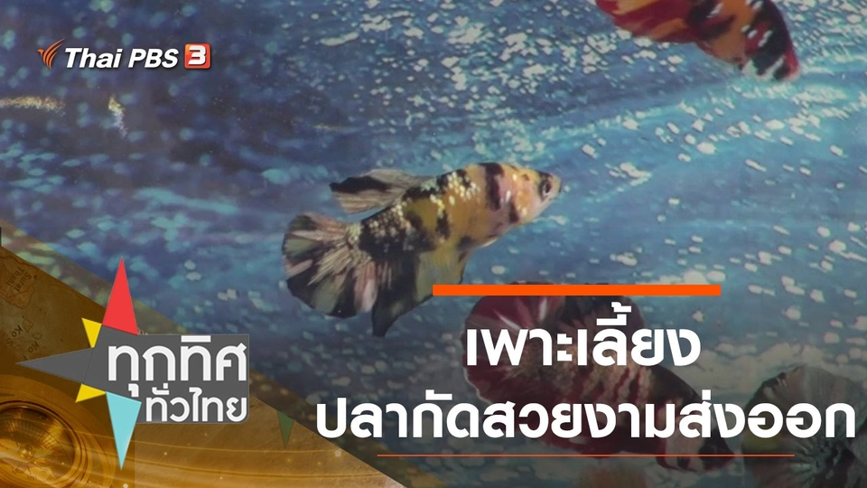 เพาะเลี้ยงปลากัดสวยงามส่งออก