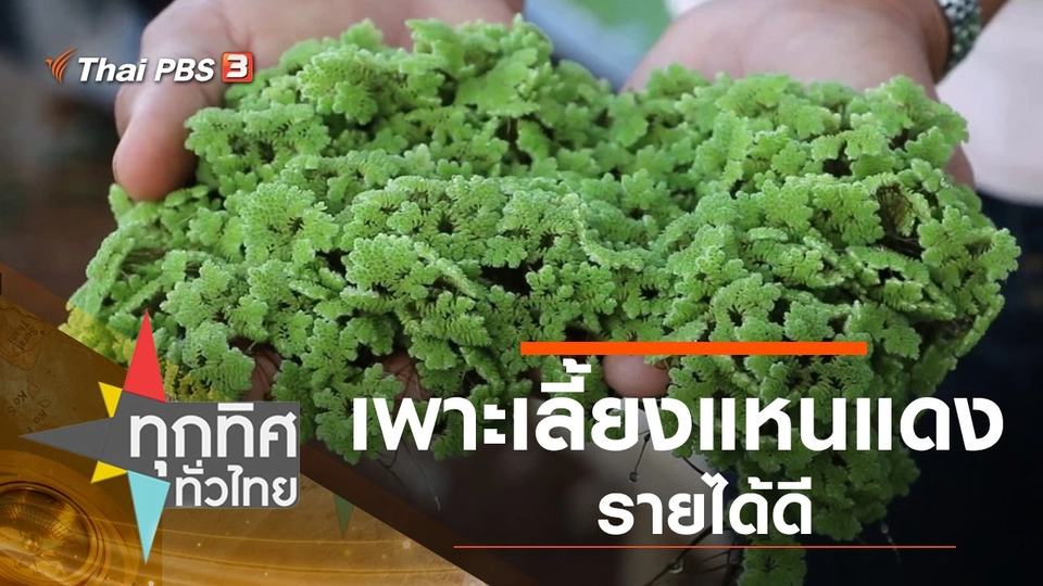 เพาะเลี้ยงแหนแดงรายได้ดี