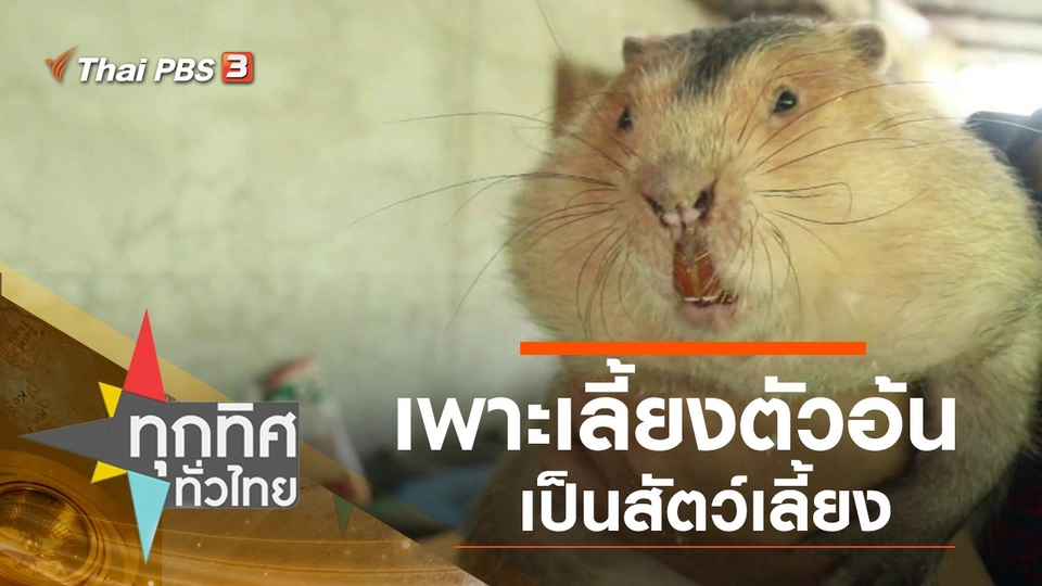 เพาะเลี้ยงตัวอ้นเป็นสัตว์เลี้ยง