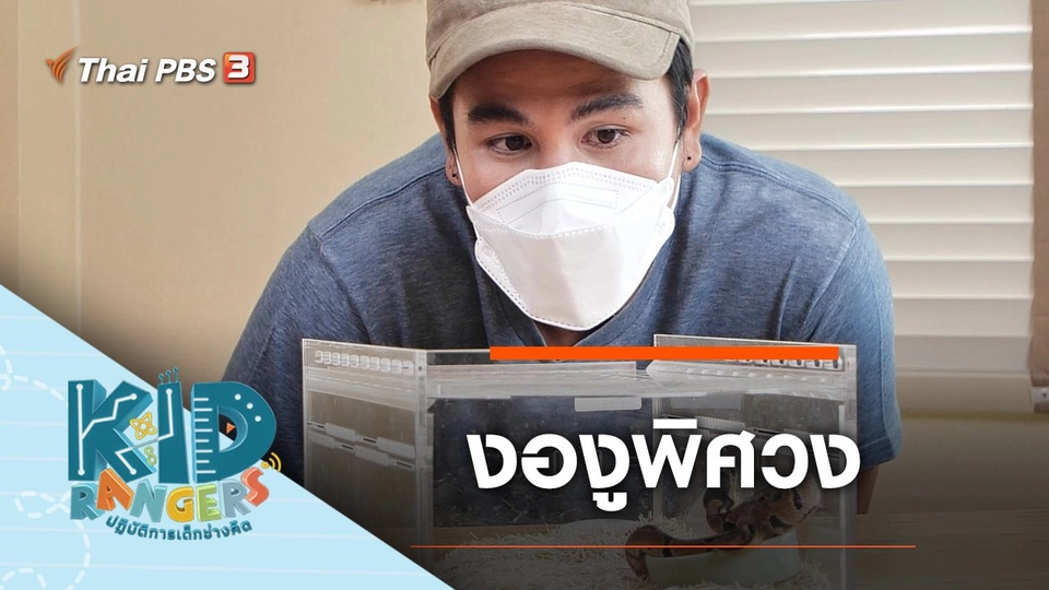 งองูพิศวง