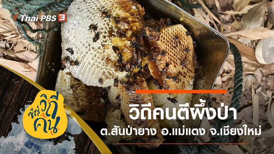 วิถีคนตีผึ้งป่า ต.สันป่ายาง อ.แม่แตง จ.เชียงใหม่