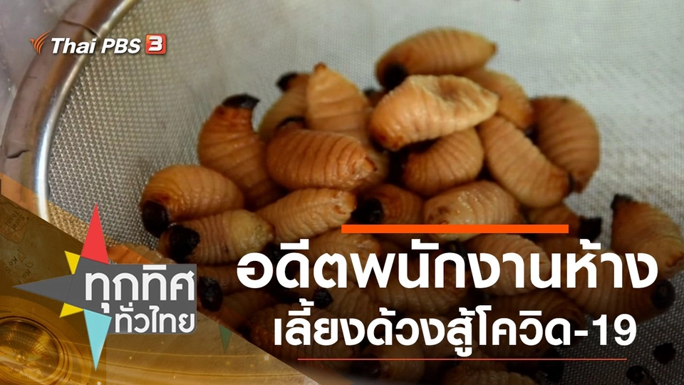 อดีตพนักงานห้างเลี้ยงด้วงสู้โควิด-19