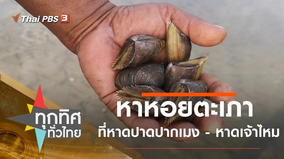 หาหอยตะเภาที่หาดปาดปากเมง - หาดเจ้าไหม