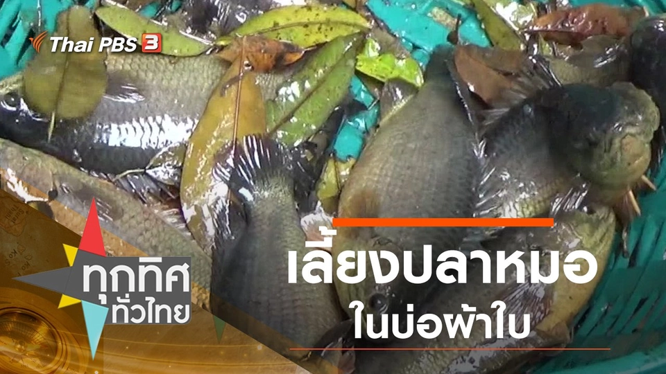 เลี้ยงปลาหมอในบ่อผ้าใบ