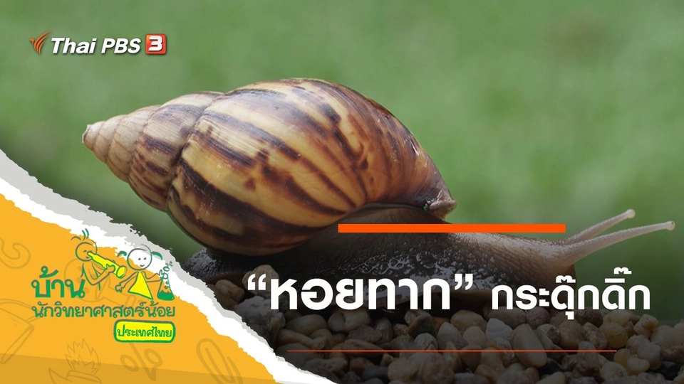 หอยทากกระดุ๊กดิ๊ก