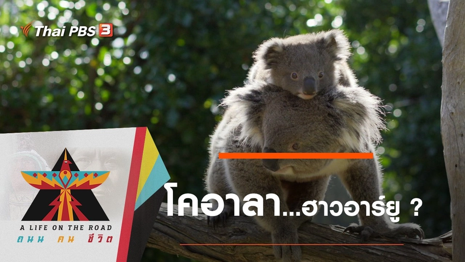 โคอาลา...ฮาวอาร์ยู ?