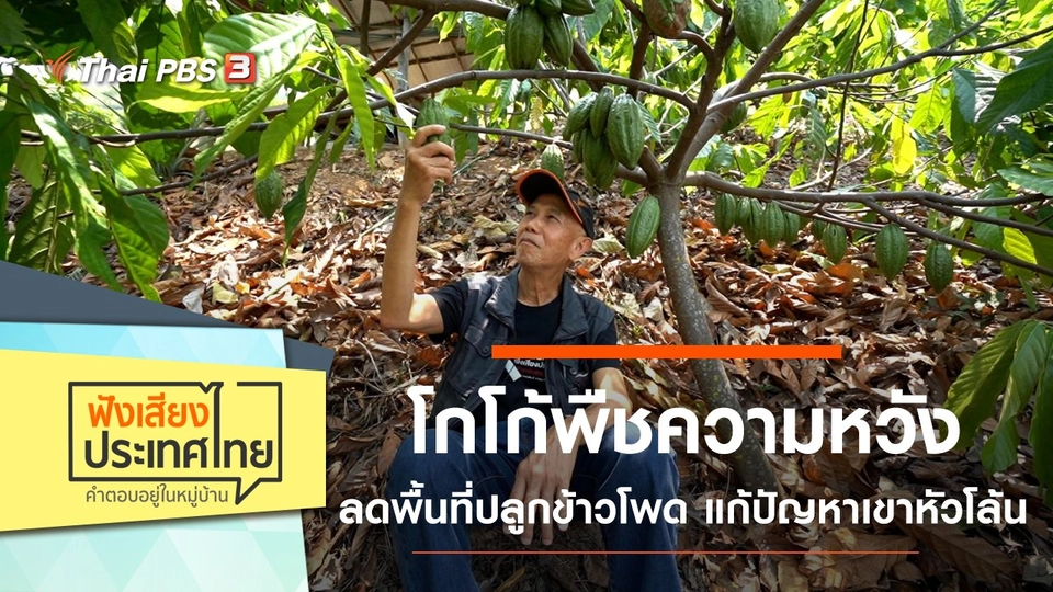 โกโก้พืชความหวัง ลดพื้นที่ปลูกข้าวโพด แก้ปัญหาเขาหัวโล้น