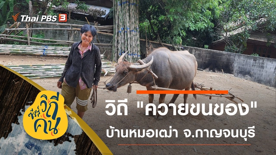 วิถี "ควายขนของ" บ้านหมอเฒ่า ต.ช่องสะเดา อ.เมือง จ.กาญจนบุรี