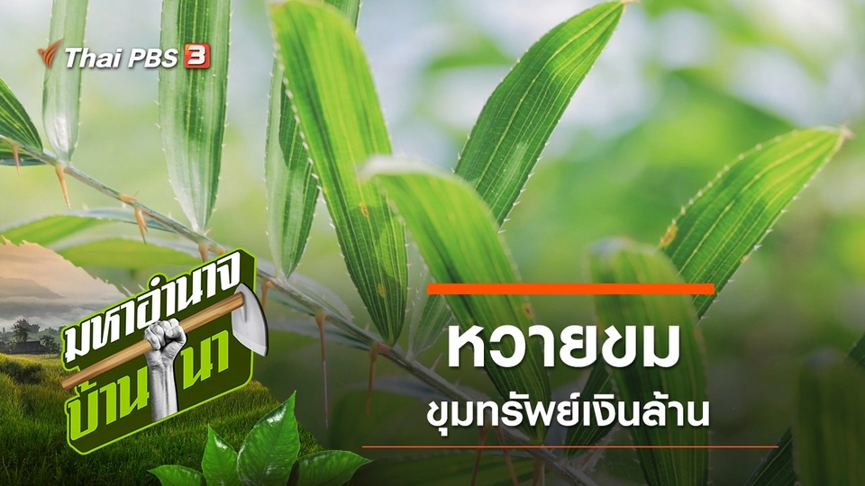 หวายขม ขุมทรัพย์เงินล้าน