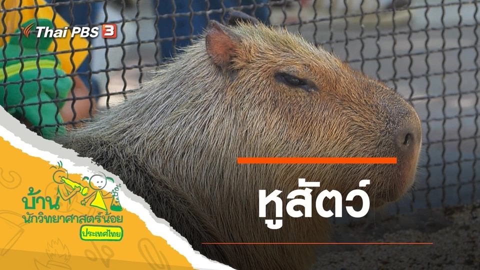 หูสัตว์