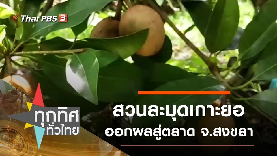 สวนละมุดเกาะยอออกผลสู่ตลาด จ.สงขลา