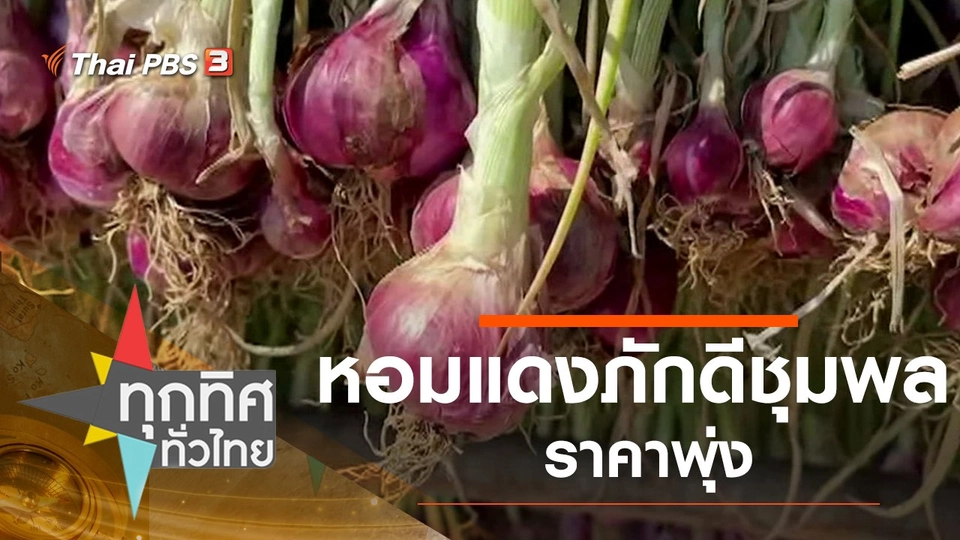 หอมแดง อ.ภักดีชุมพล ราคาพุ่ง