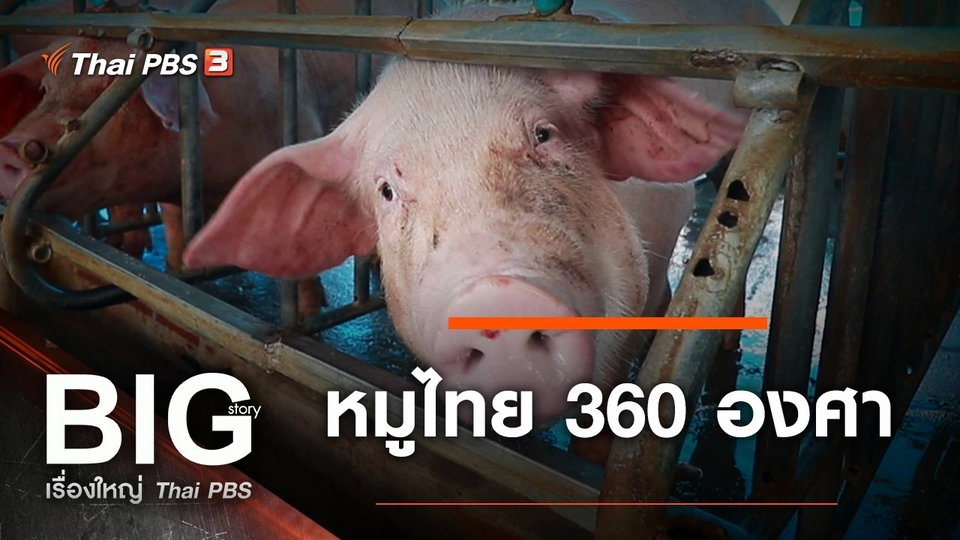 ​หมูไทย 360 องศา