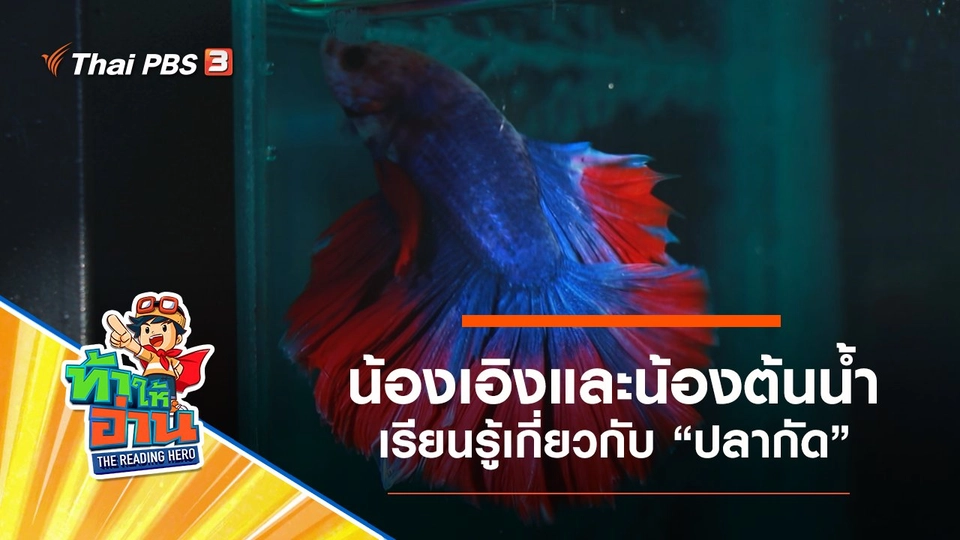 ปลากัด : น้องเอิงและน้องต้นน้ำ