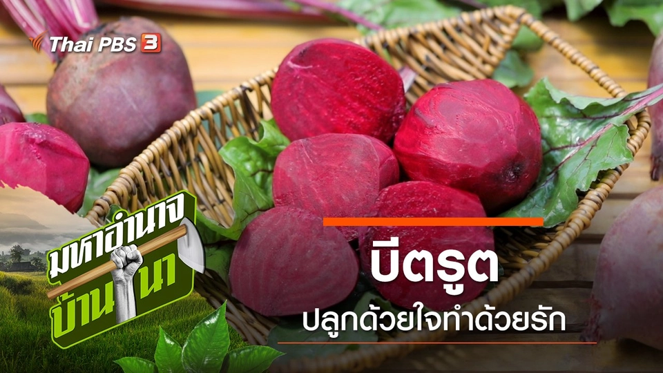 บีตรูต ปลูกด้วยใจทำด้วยรัก