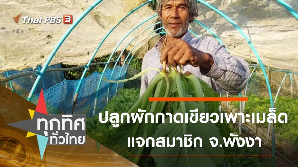 ปลูกผักกาดเขียวเพาะเมล็ดแจกสมาชิก จ.พังงา
