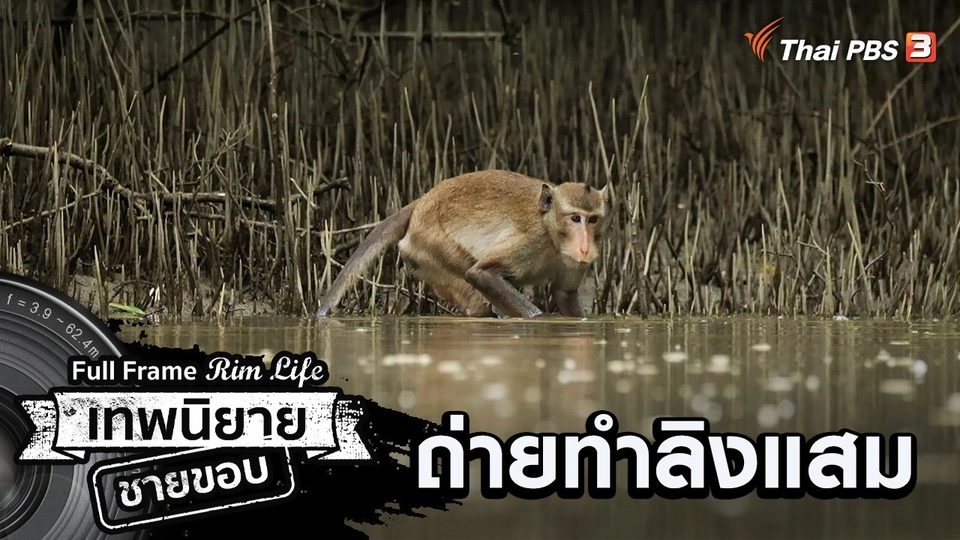 ถ่ายทำลิงแสม