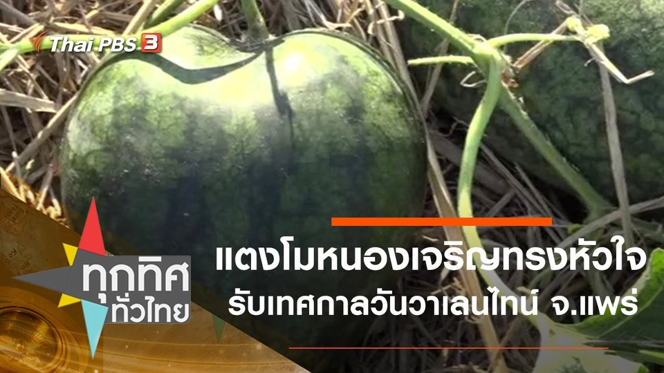 แตงโมหนองเจริญรูปทรงหัวใจ รับเทศกาลวันวาเลนไทน์ จ.แพร่