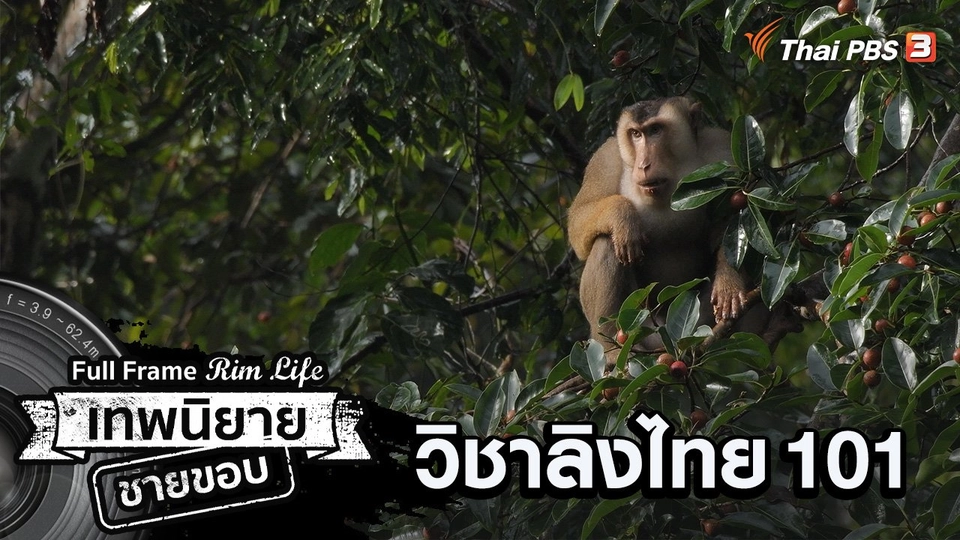 วิชาลิงไทย 101