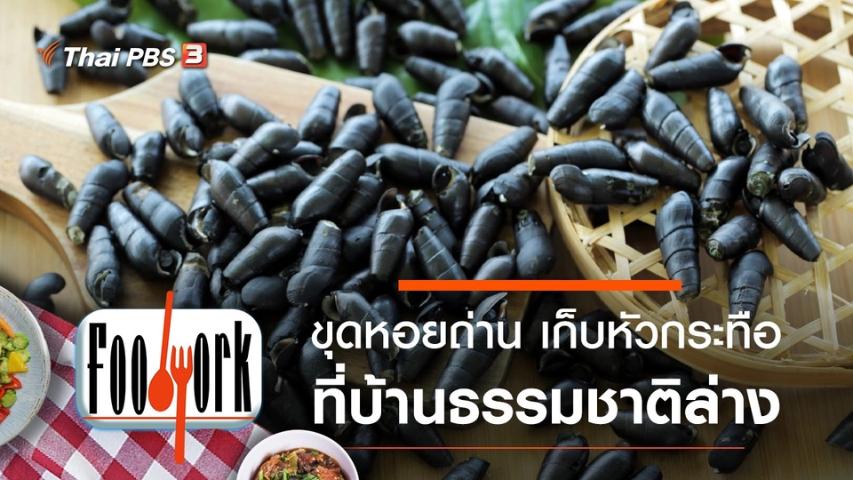 ขุดหอยถ่าน เก็บหัวกระทือ ที่บ้านธรรมชาติล่าง