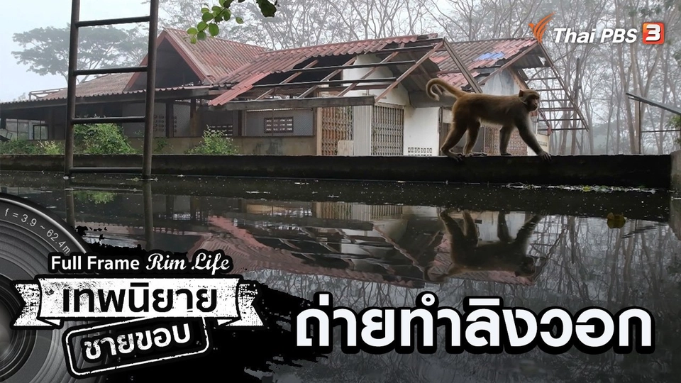 ถ่ายทำลิงวอก