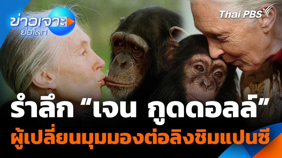 Sci & Tech Weekly Update : รำลึก "เจน กูดดอลล์" ผู้เปลี่ยนมุมมองต่อลิงชิมแปนซี