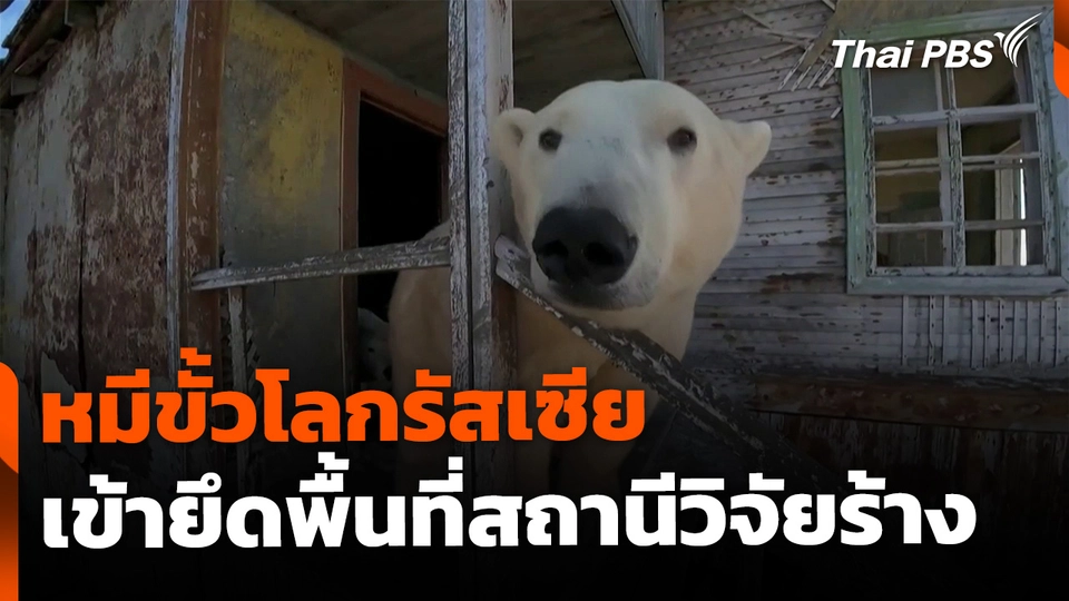 หมีขั้วโลกรัสเซีย เข้ายึดสถานีวิจัยทิ้งร้าง 