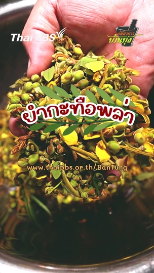 ยำกะทือพล่า