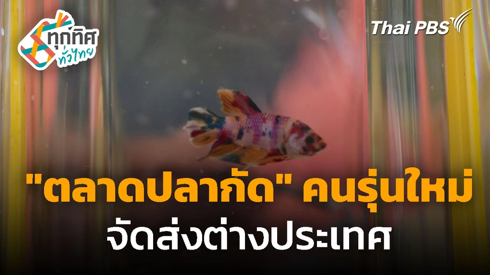 "ตลาดปลากัด" ของคนรุ่นใหม่ จัดส่งต่างประเทศ | ทุกทิศทั่วไทย | 8 ต.ค. 68