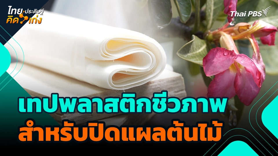 ไทยประดิษฐ์คิดเก่ง : เทปพลาสติกชีวภาพสำหรับปิดแผลต้นไม้