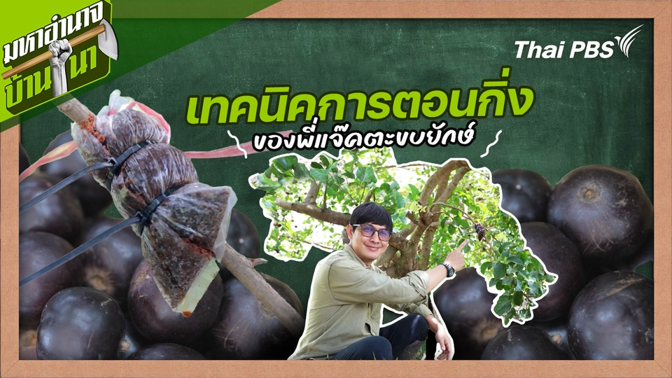 สูตรลับฉบับบ้านนา : เทคนิคการตอนกิ่งของพี่แจ๊คตะขบยักษ์