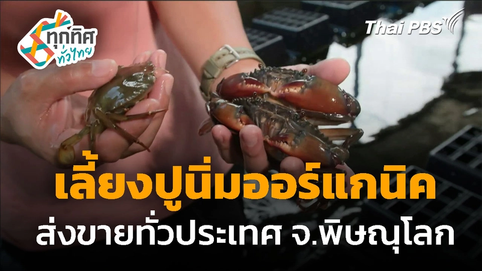 เลี้ยงปูนิ่มออร์แกนิค ส่งขายทั่วประเทศ จ.พิษณุโลก