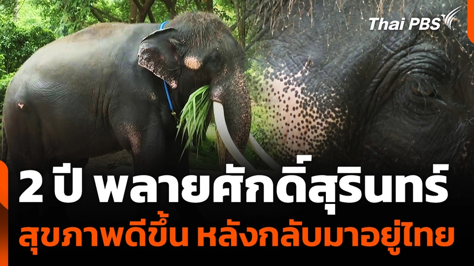 "พลายศักดิ์สุรินทร์" สุขภาพดีขึ้นตามลำดับ หลังกลับมาอยู่ไทย